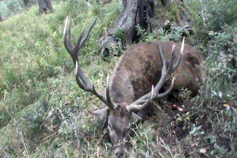 Trofeo de ciervo de &ldquo;vasco&rdquo; Omar Zuazo de Quehu&eacute;