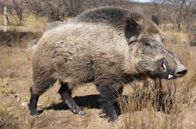 Torneo Argentino de Jabal&iacute;