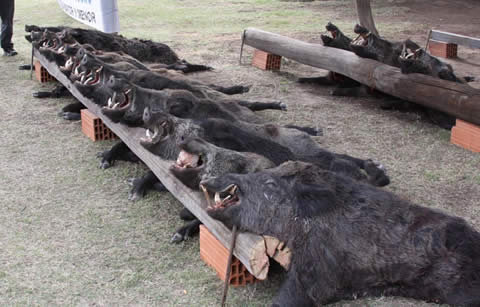 Torneo de Caza de Jabal&iacute;