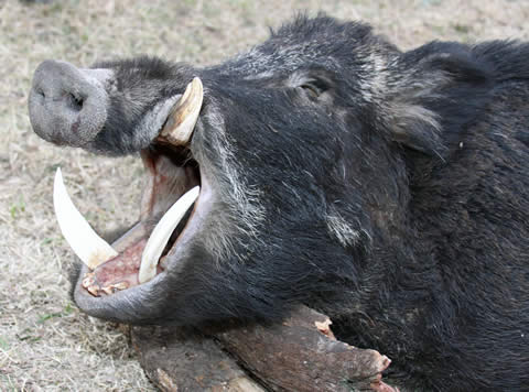 Torneo Argentino de Caza de Jabal&iacute;