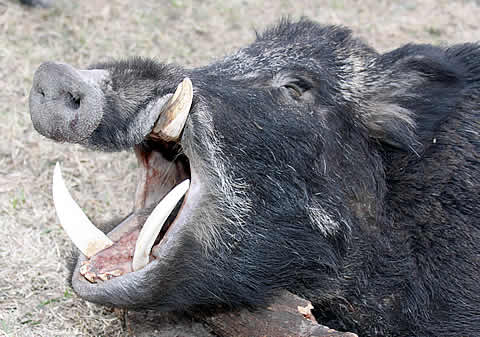 FOTO: Torneo de Jabal&iacute;