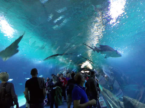A Europa en barco, auto y avi&oacute;n, Parte 5