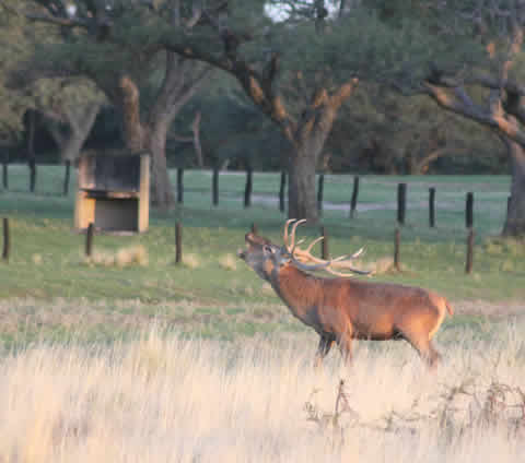 Inici&oacute; Avistaje de Ciervos en Brama