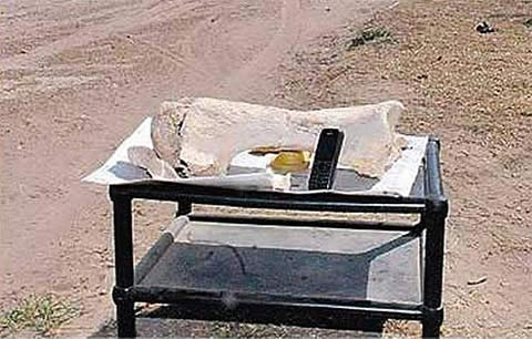 Encuentran f&oacute;sil de Megaterio en Toay