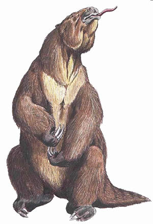 Encuentran f&oacute;sil de Megaterio en Toay