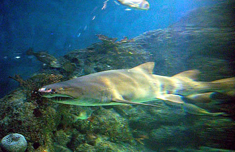 FOTO: Espectacular Acuario del Parque Temaik&eacute;n en Escobar.